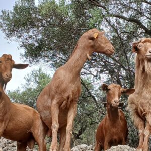 Vier geiten op rotsen met bomen op achtergrond.