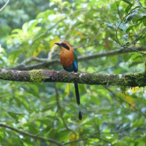 Felle vogel zit op boomtak in tropisch bos.