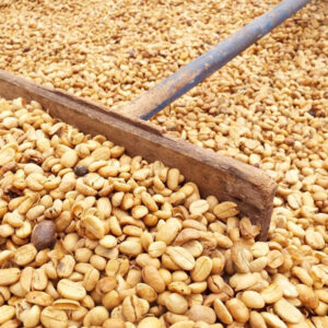 Verspreide koffiebonen met houten hark op zonnebaan.