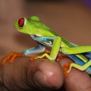 Groene kikker met rode ogen op een hand.