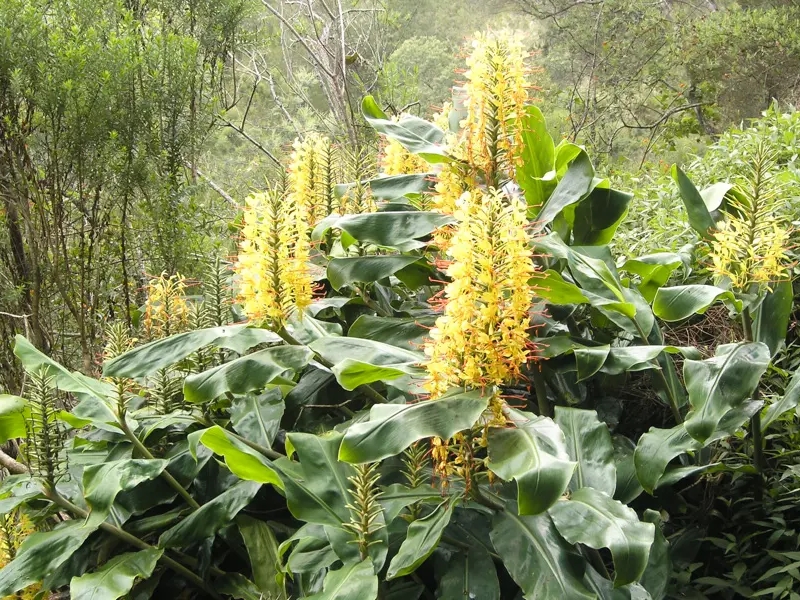 Gele bloemen en groene bladeren in de natuur