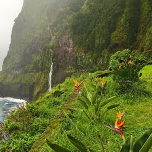 Kustkliffen met waterval en exotische bloemen