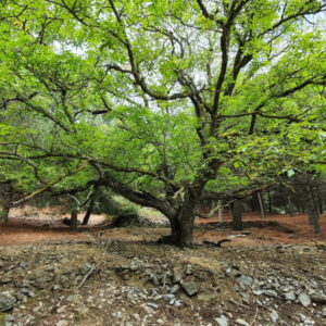 Grote boom met groene bladeren in boslandschap.