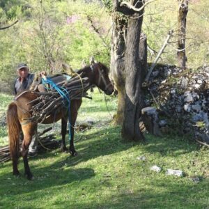 Man met paard beladen met hout in bos.