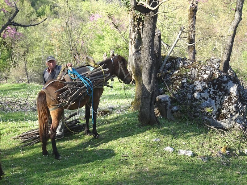 Man met paard beladen met hout in bos.